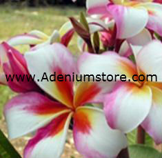 (image for) Plumeria Rubra Madame Rainbow 6 seeds - Click Image to Close